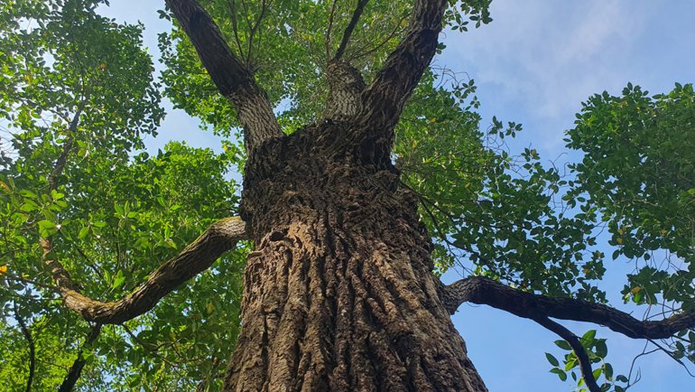 Singapore Tembusu national tree