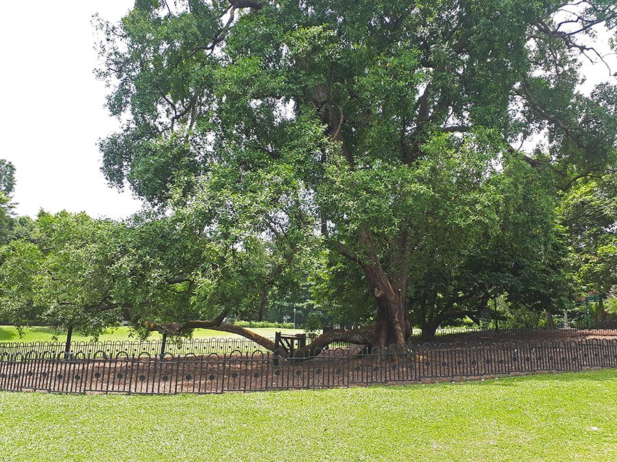 Singapore Tembusu (Botanic Gardens)