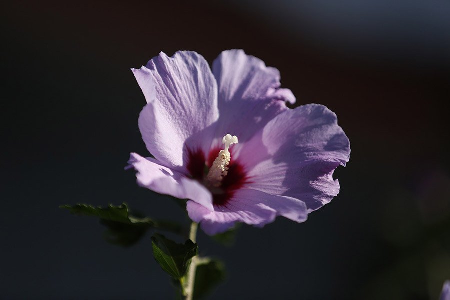 South Korea Hibiscus