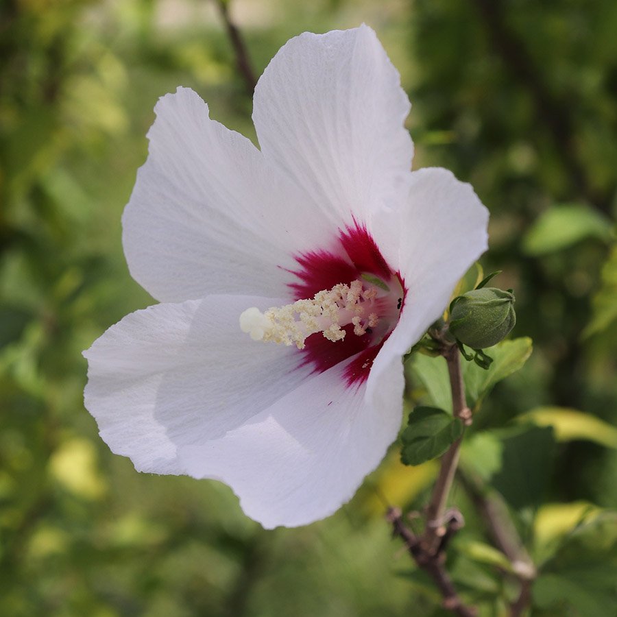 South Korea Hibiscus