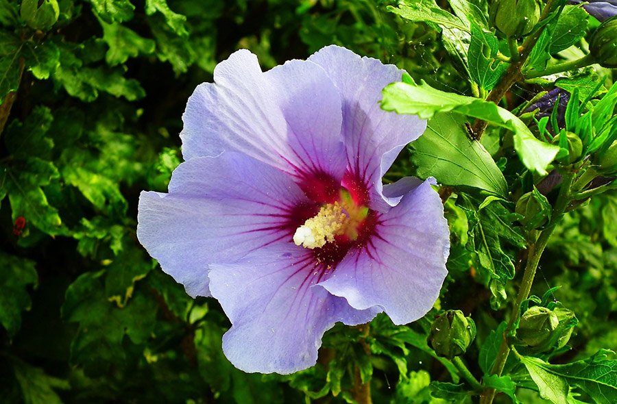 South Korea Hibiscus