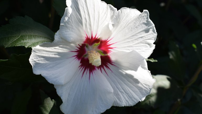 South Korea Hibiscus - National flower