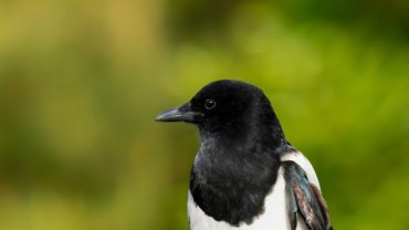 South Korea Oriental Magpie - National Bird