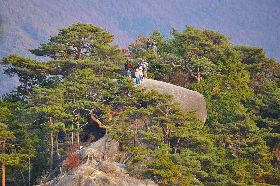 South Korea Pinus densiflora on a mountain