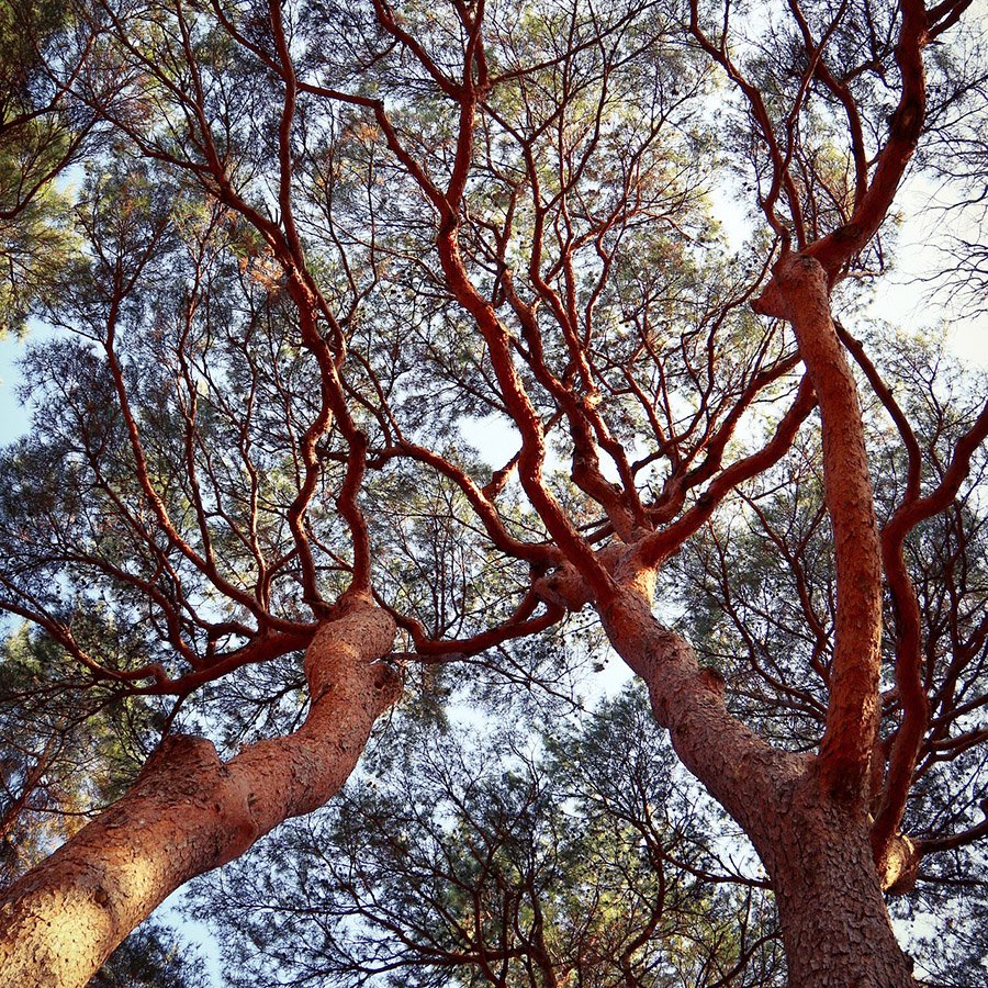 South Korea Pinus densiflora