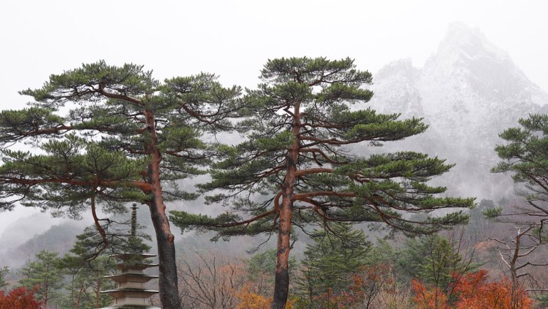 South Korea Pinus densiflora - National tree