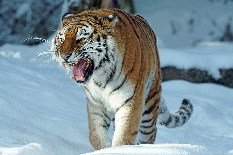 South Korea Siberian Tiger