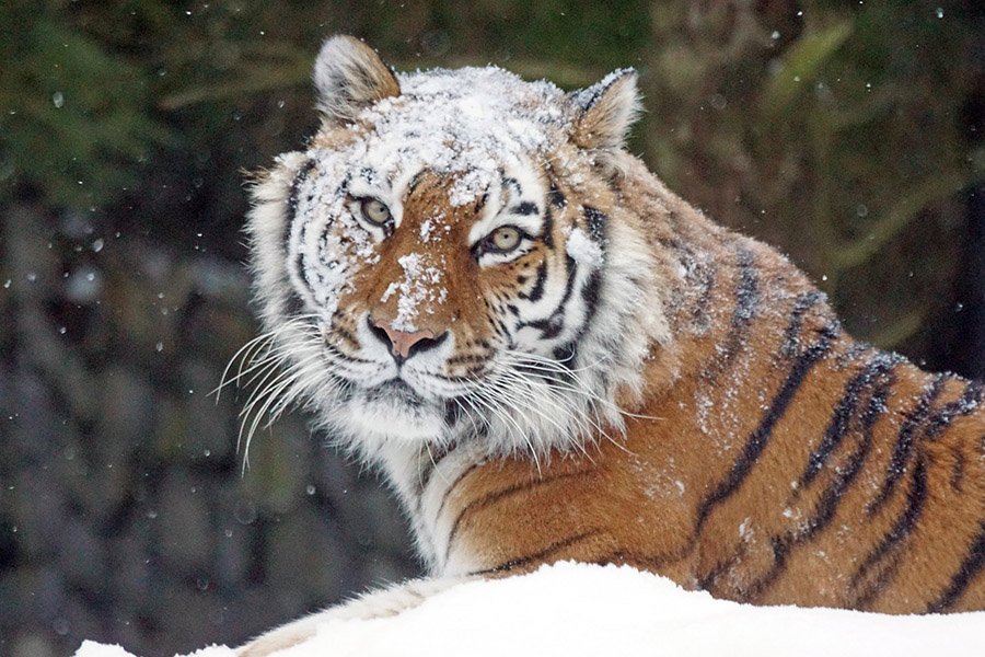 South Korea Siberian Tiger