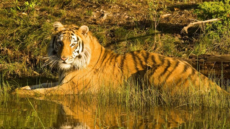 South Korea Siberian Tiger