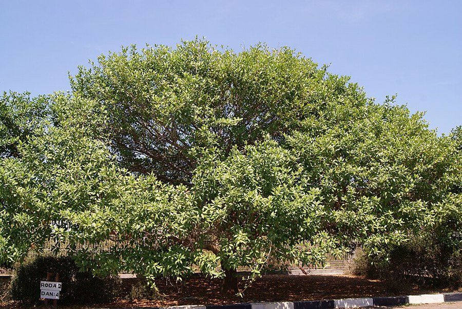 Sri Lanka Ironwood