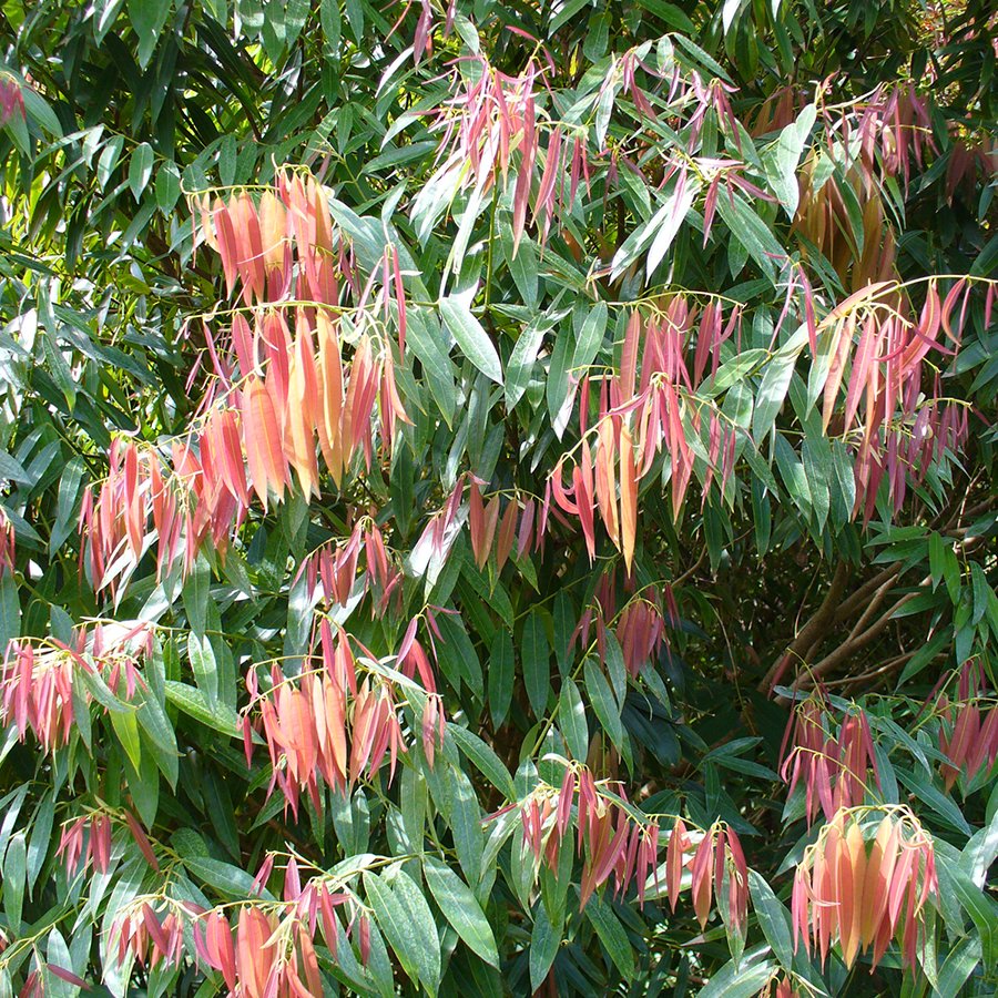 Sri Lanka Ironwood, new leaves