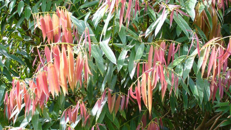 Sri Lanka Ironwood national tree