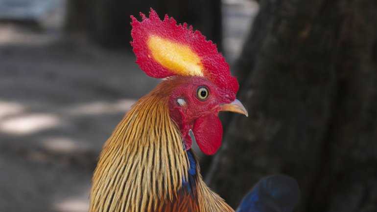 Sri Lanka Junglefowl - Hero