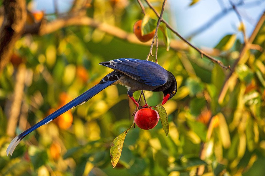 Taiwan Blue Magpie