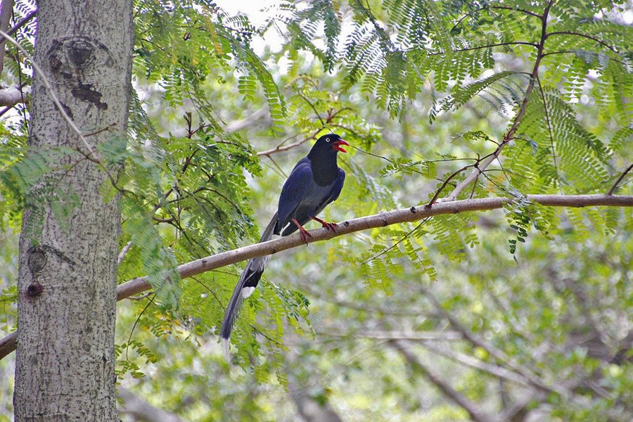 Taiwan Blue Magpie