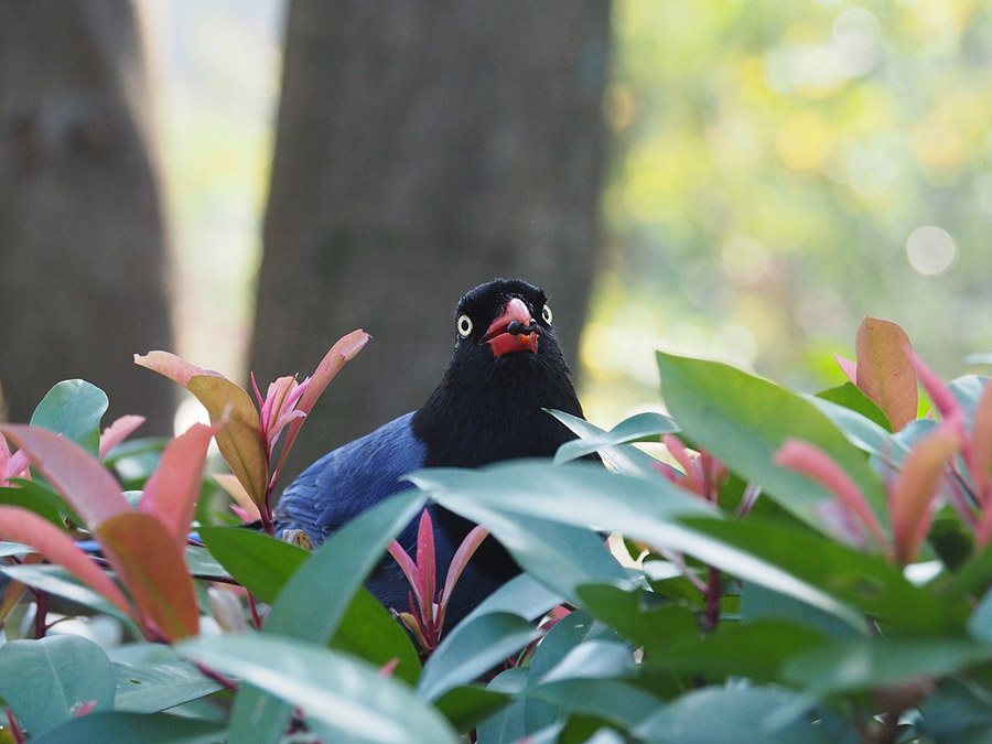 Taiwan Blue Magpie