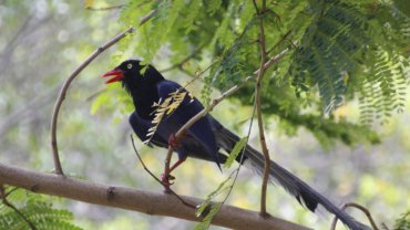 Taiwan Blue Magpie - National Bird