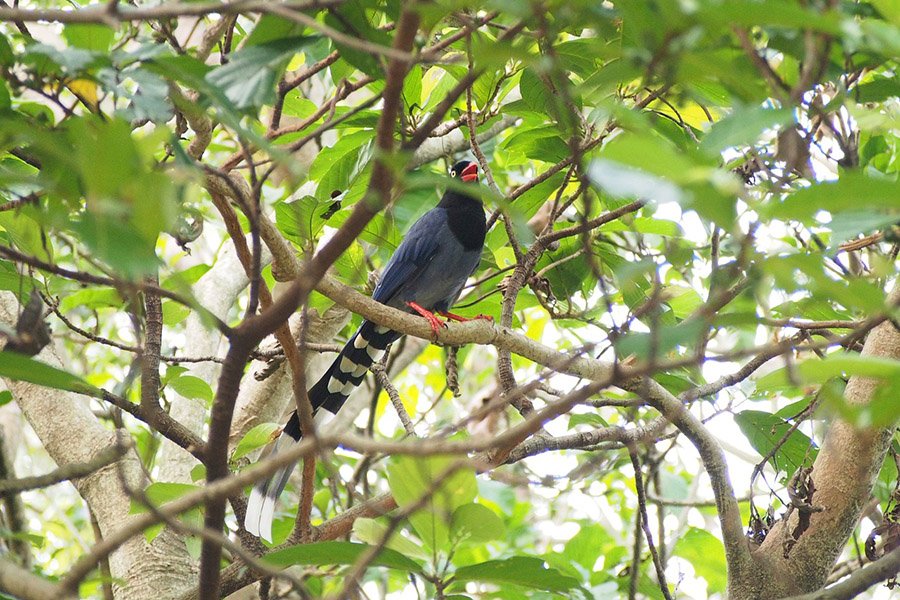 Taiwan Blue Magpie