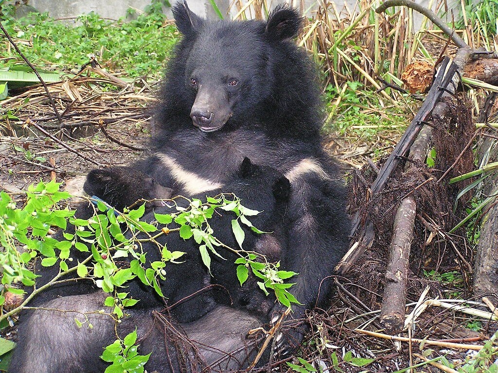 Taiwan Formosan Black Bear 