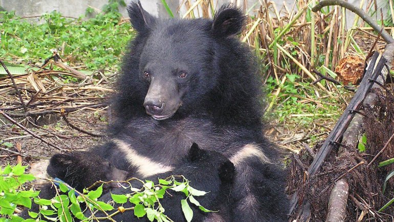 Taiwan Formosan Black Bear - National animal