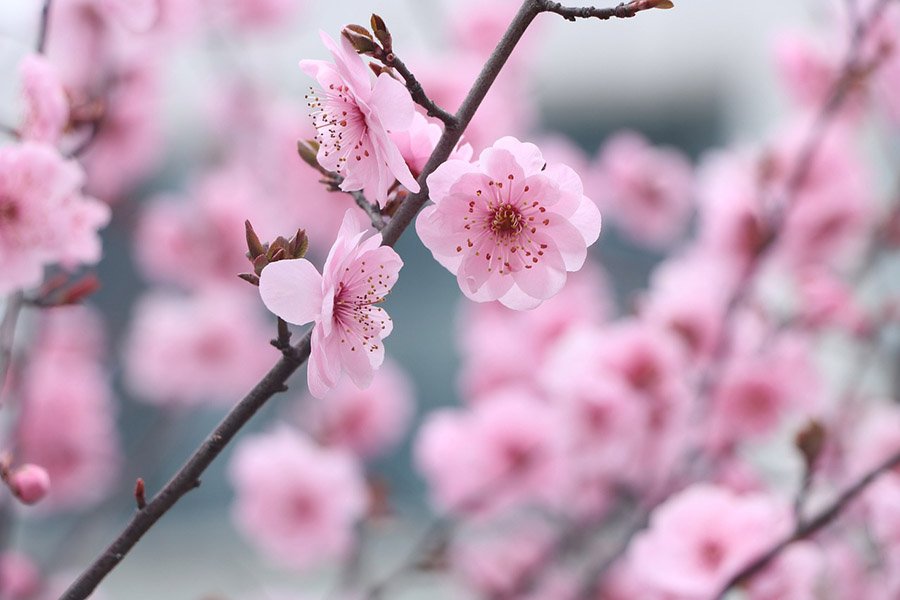 Taiwan Plum Blossom