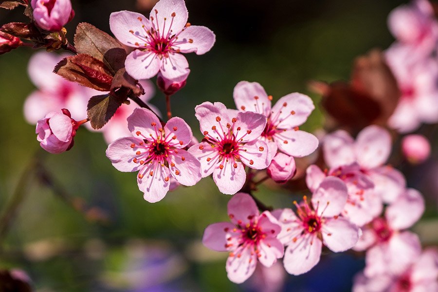 Taiwan Plum Blossom