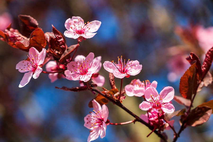 Taiwan Plum Blossom