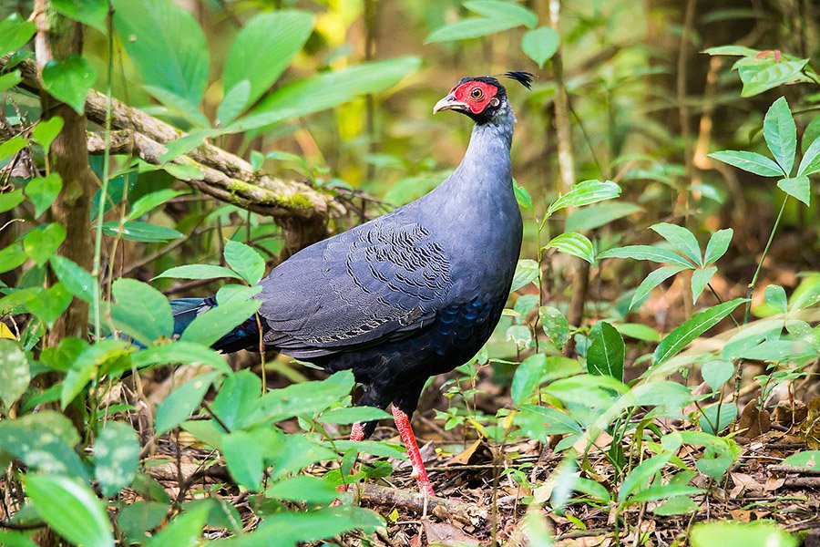 Thailand Siamese Fireback 