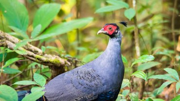 Thailand Siamese Fireback - Hero