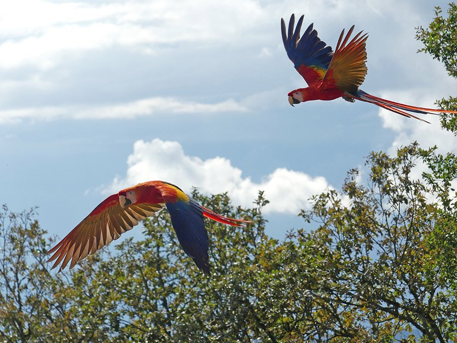 Things to do in Bolivia - Amazon