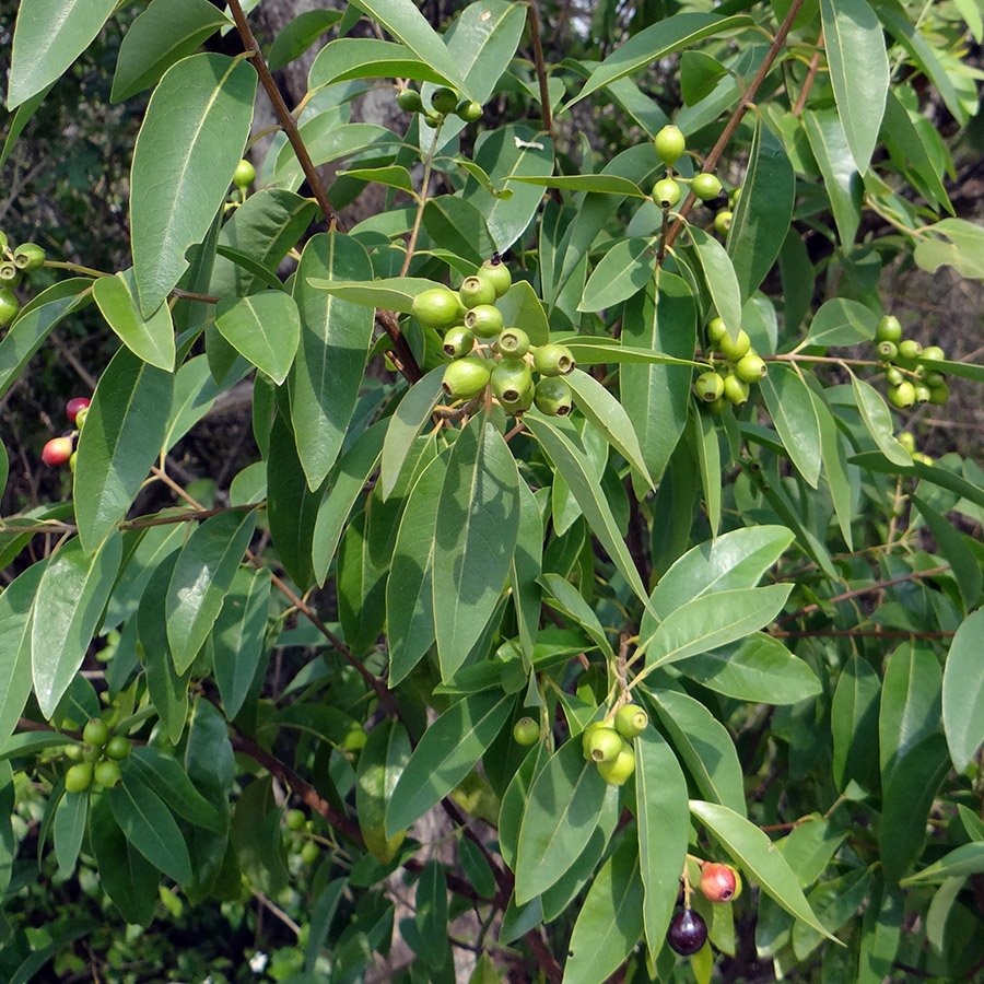 Timor-Leste Sandalwood foliage and fruits