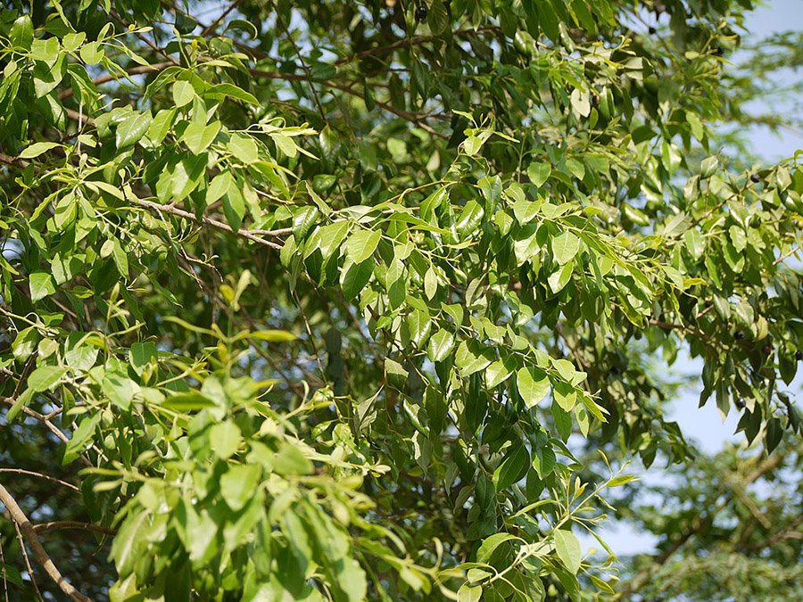 Timor-Leste Sandalwood foliage