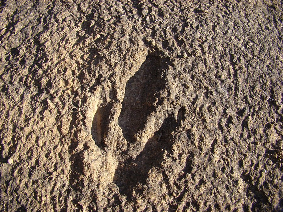 Torotoro Dinosaur footprint 