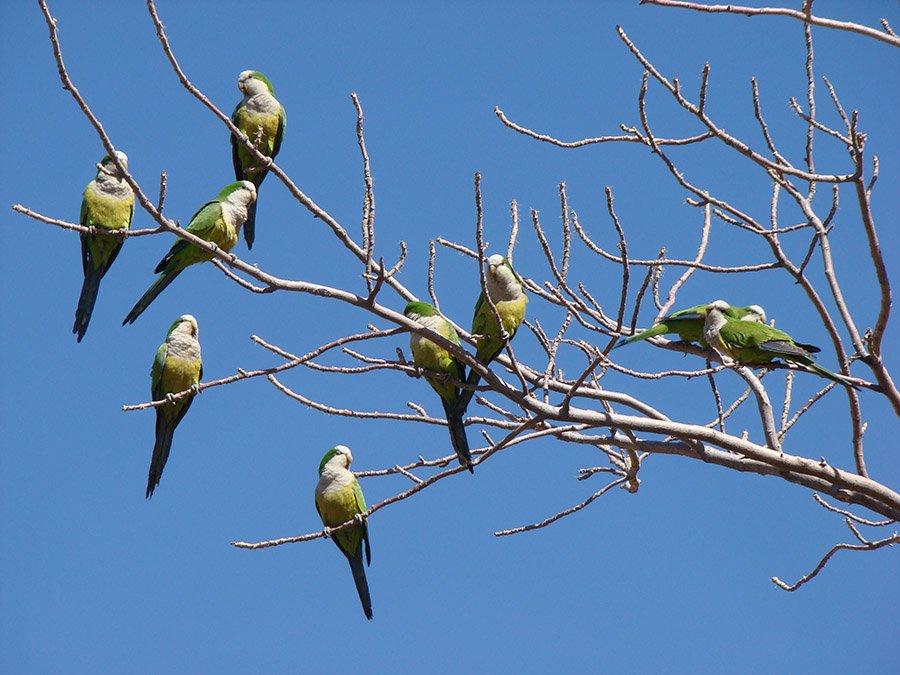 Torotoro Quaker Parrots