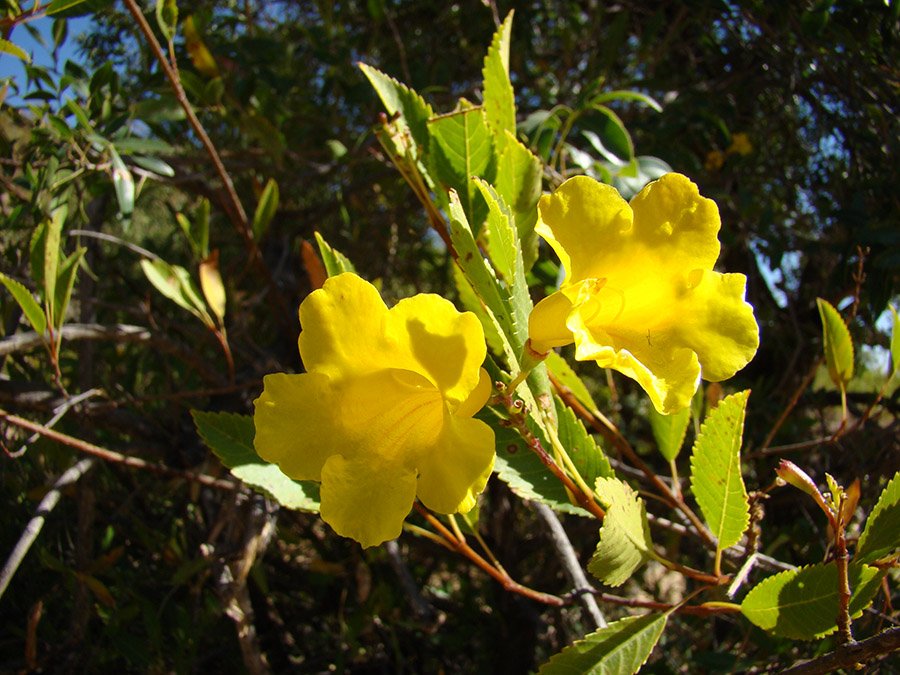 Torotoro flower