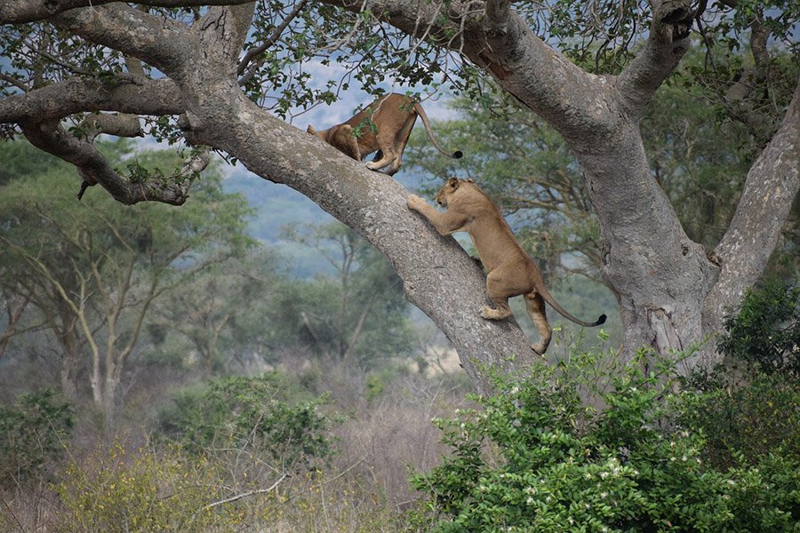 Two lionesses climbing a tree