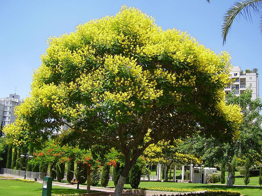 Uruguay Arbol de Artigas