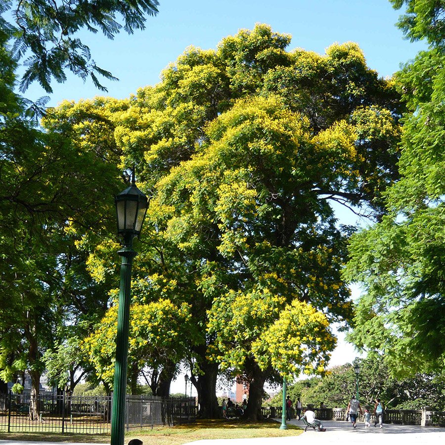 Uruguay Arbol de Artigas in a park