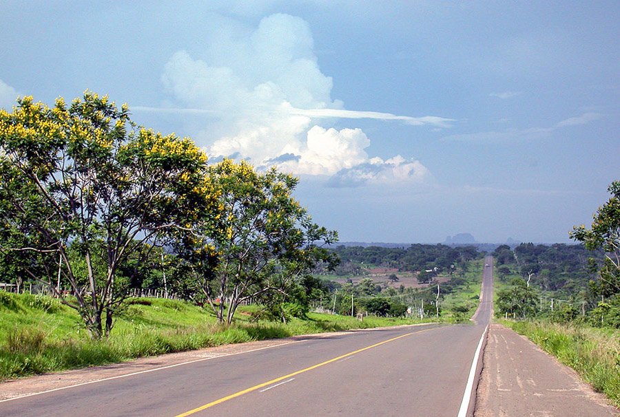 Uruguay Arbol de Artigas along the road