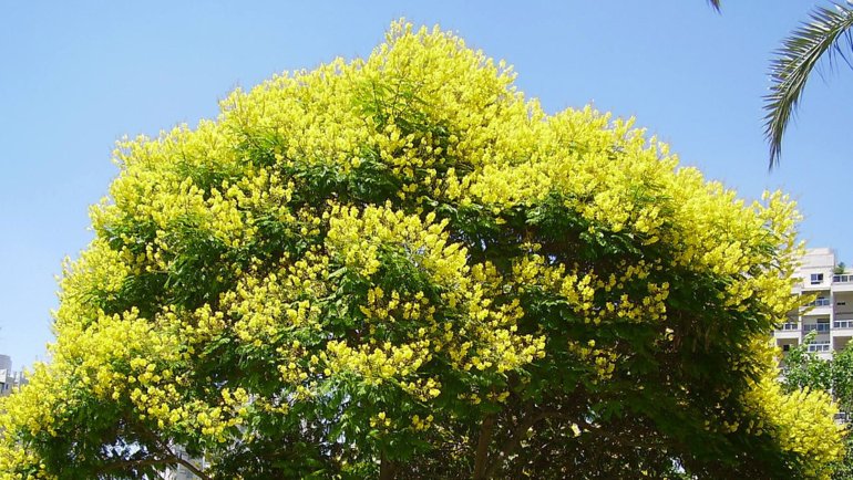 Uruguay Arbol de Artigas