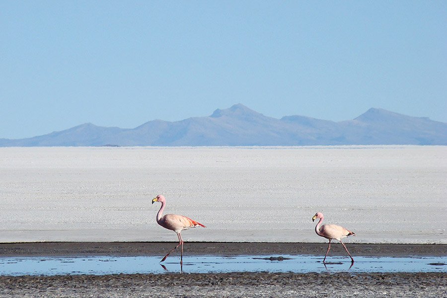 Uyuni flamingos