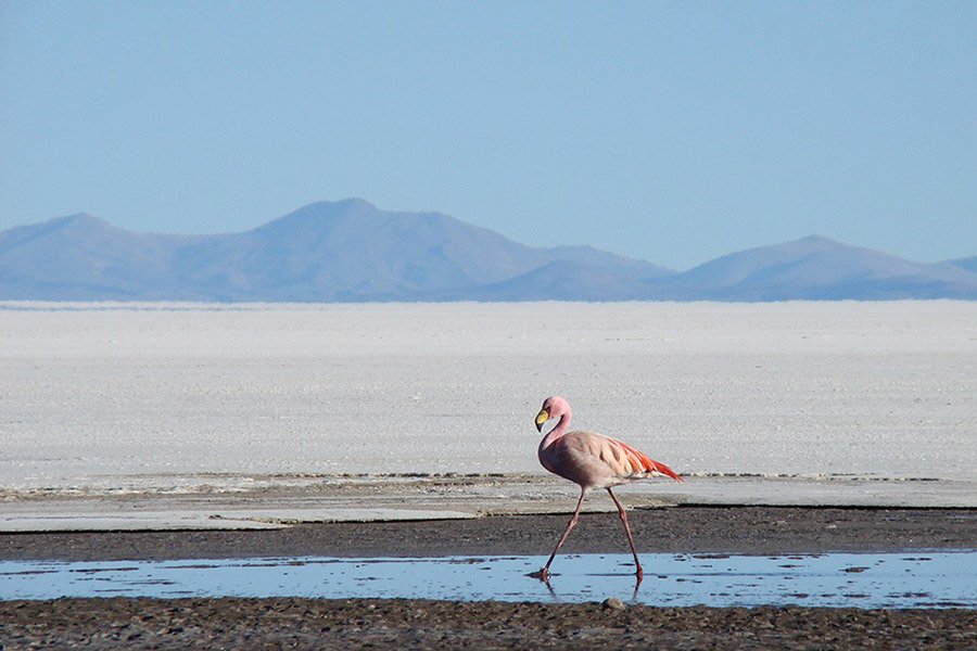 Uyuni flamingos