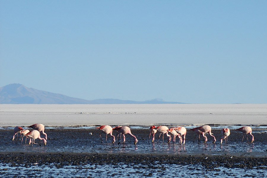 Uyuni flamingos