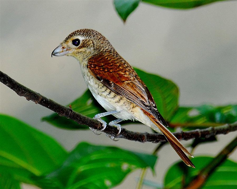 Vietnam Tiger Shrike