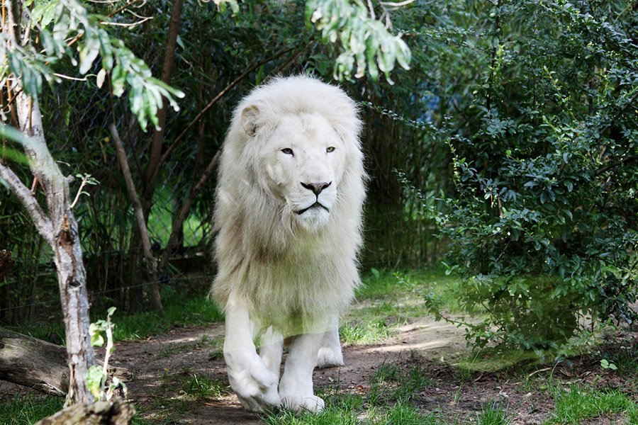 White lion in a zoo