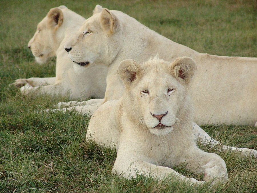 White lionesses