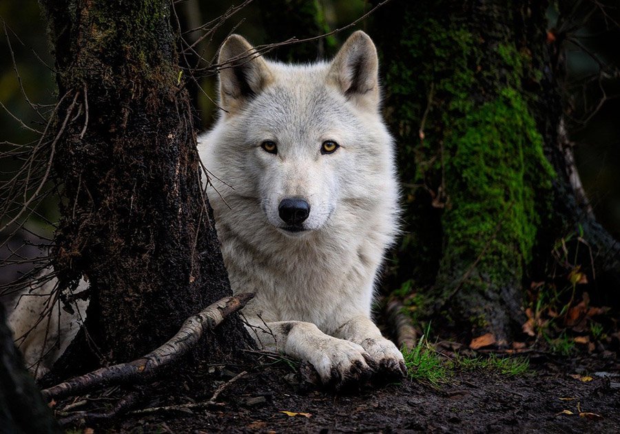 White wolf in North America