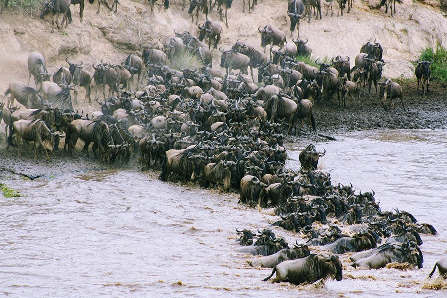 Wildebeest migration