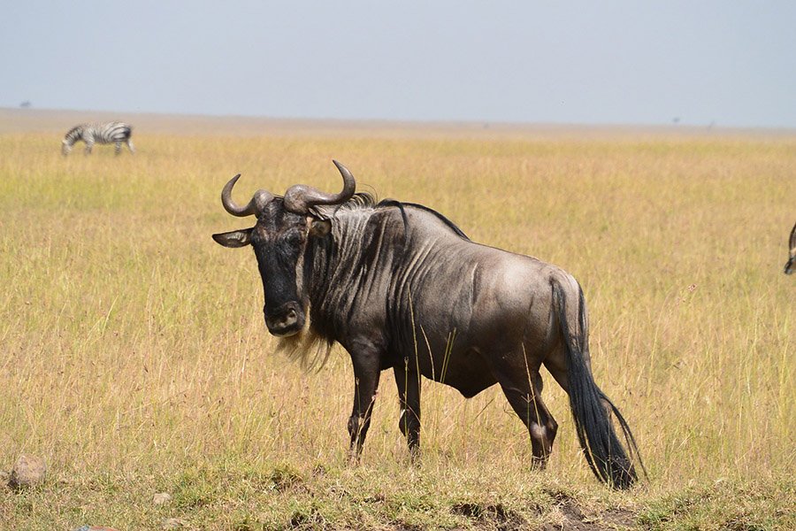 Wildebeest