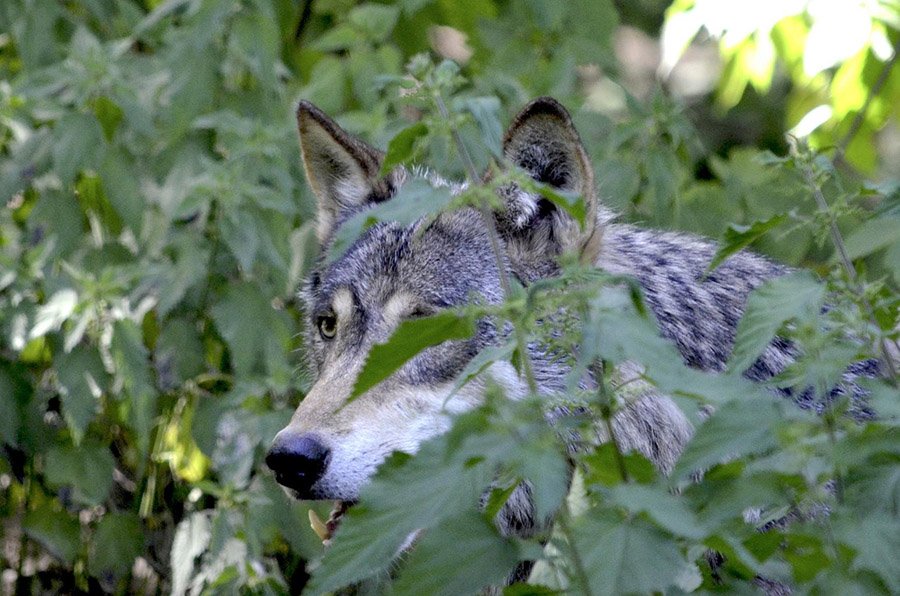 Wolf hiding in vegetation